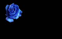 Blaue Rose auf Schwarz